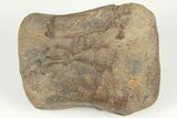 Hadrosaur (Brachylophosaur) Phalange Bone on Stand - Montana #202213-4